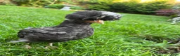 Chickens poultry for sale: 2 black polish chicks around 7 weeks old  - Advert 3