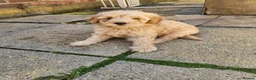 Mini Goldendoodle dogs for sale: Mini Goldendoodle Puppies - Advert 9
