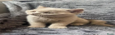 British Shorthair 3