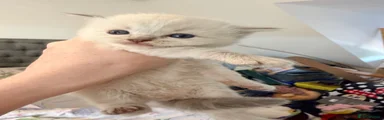 Ragdoll 5