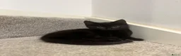 Mixed Breed cats for sale: 5 beautiful kittens, mix of black and tabby  - Advert 5