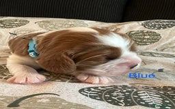 Cavalier King Charles Spaniel dogs for sale: Fully health tested CKCS 🐶💙🐾 - Image 9
