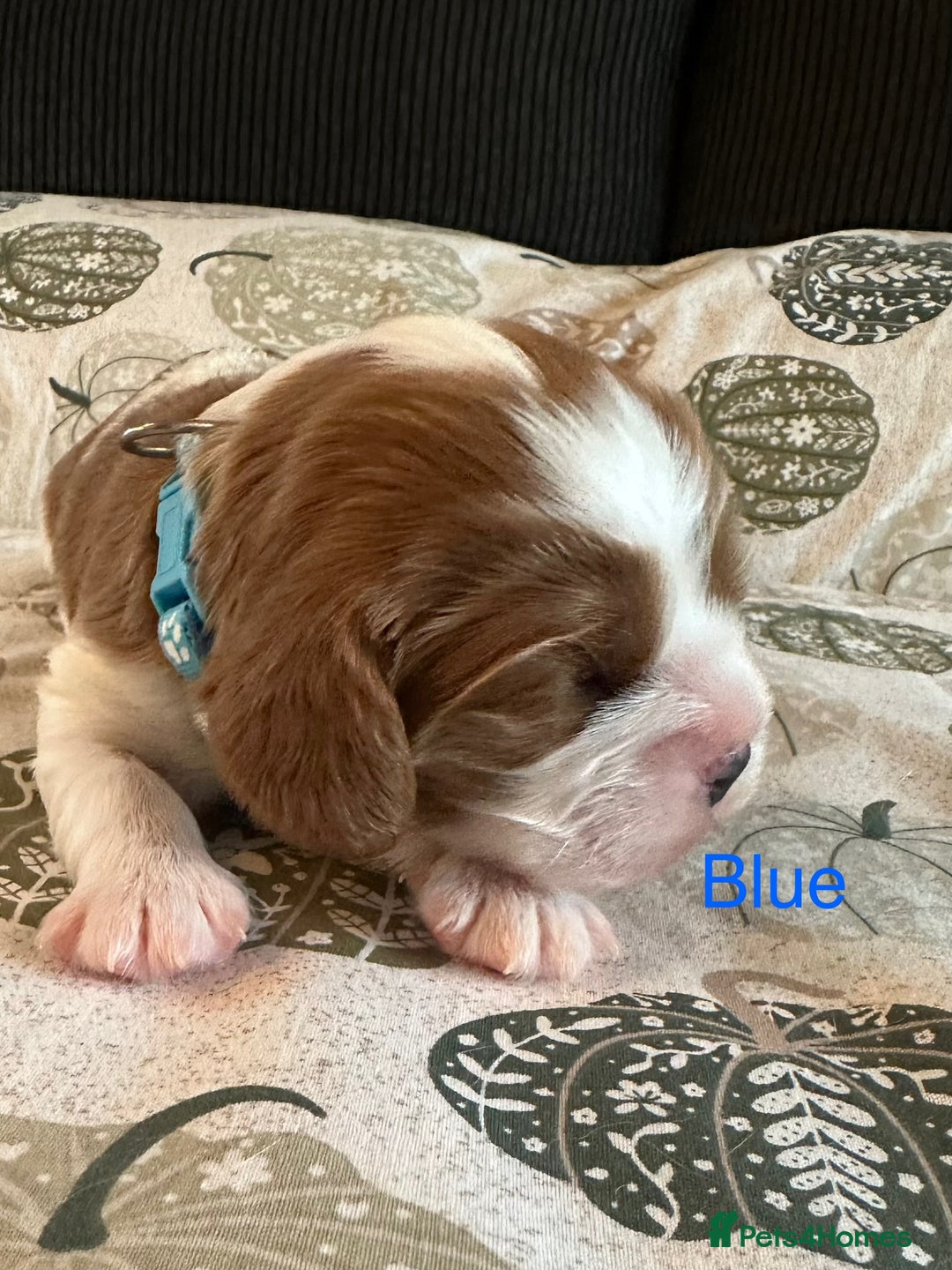 Cavalier King Charles Spaniel dogs for sale: Fully health tested CKCS 🐶💙🐾 - Image 9