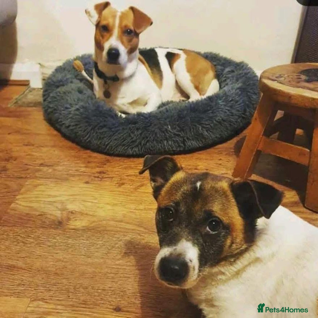 Mixed Breed dogs for adoption: Herbie and Bronn - Advert 4