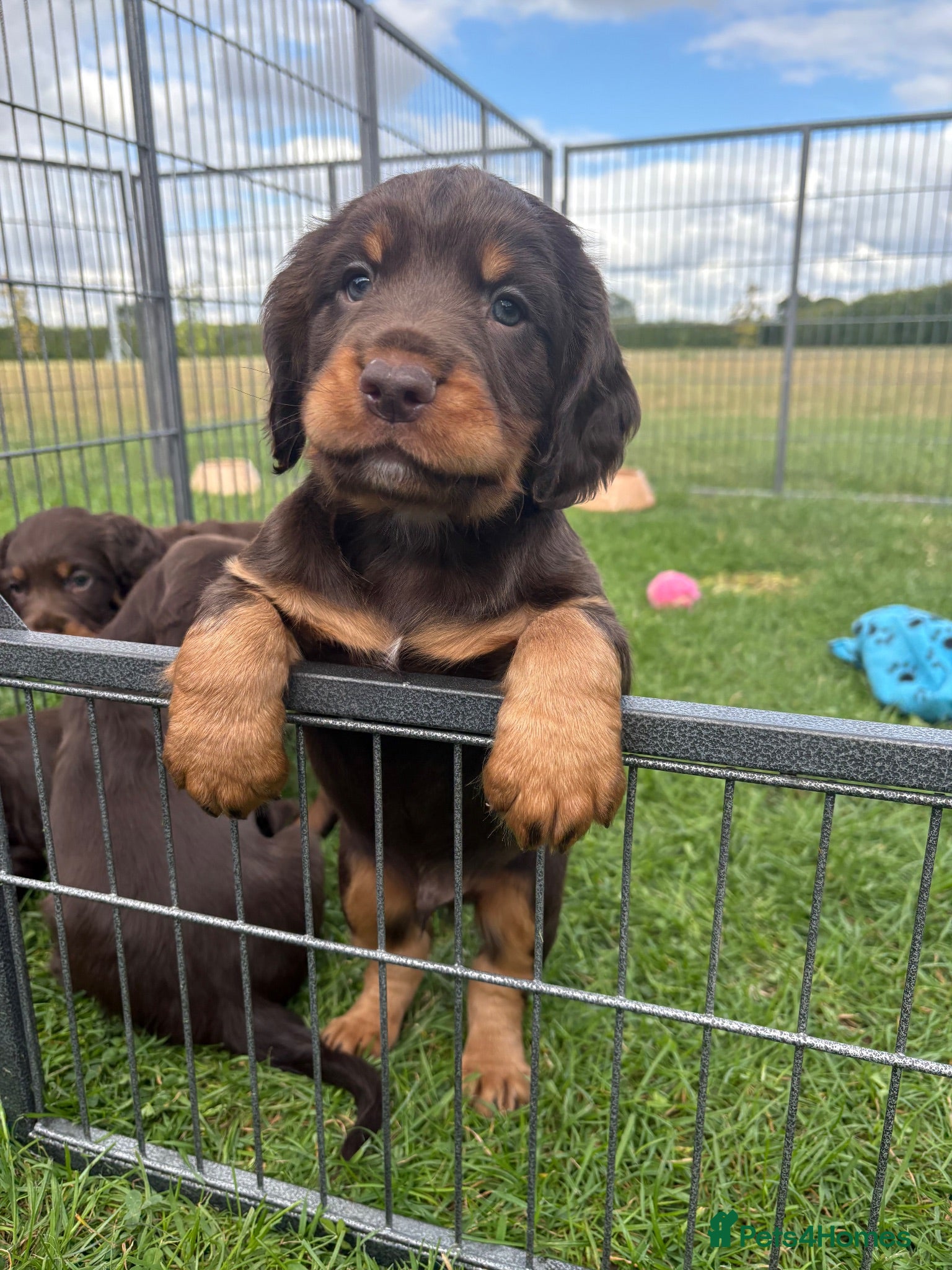 Sprocker dogs Fully Health Tested F1 Sprocker Spaniels - Advert 1