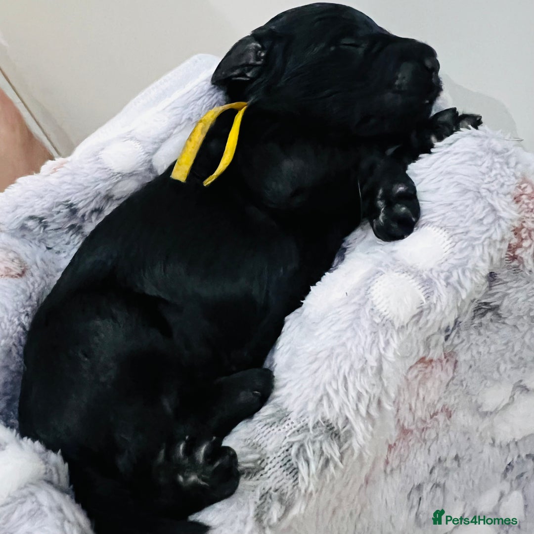 Cockapoo dogs for sale: Beautiful Cockapoo Puppies – 6 Boys & 2 Girls - Advert 18