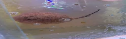 Live Bearers fish for sale: Male stingray pup - Advert 2