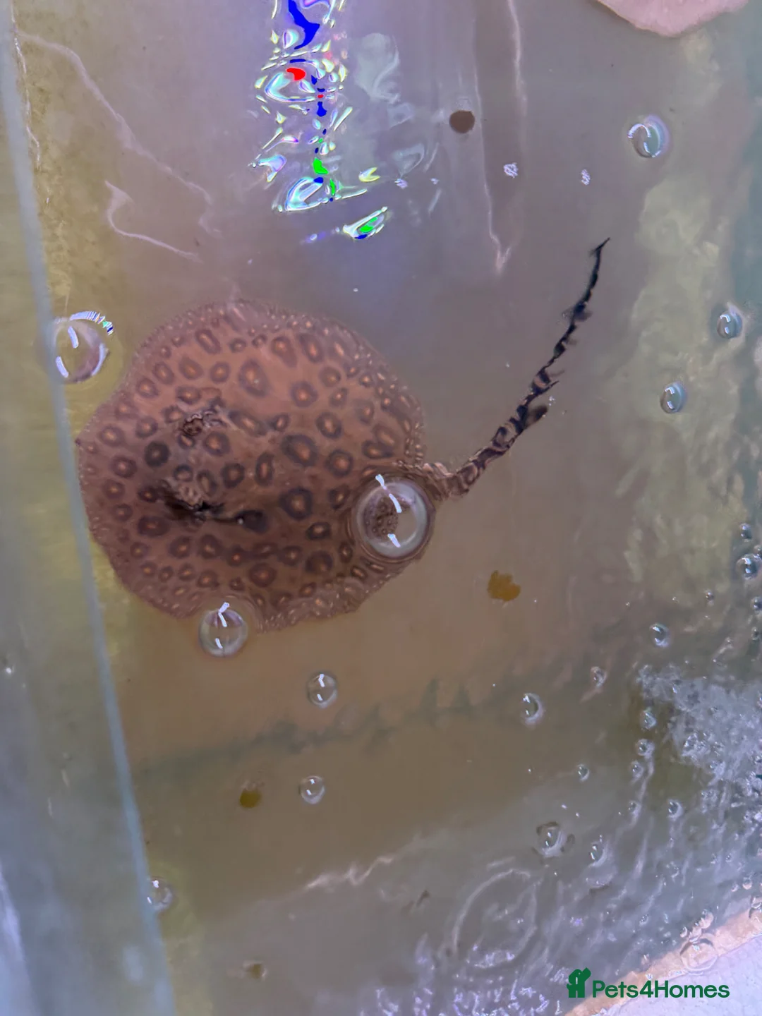 Live Bearers fish for sale: Male stingray pup - Advert 2