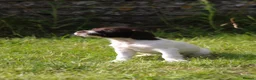 English Springer Spaniel dogs for sale: Springer spaniel puppies, Docked tails  in Hereford - Advert 16
