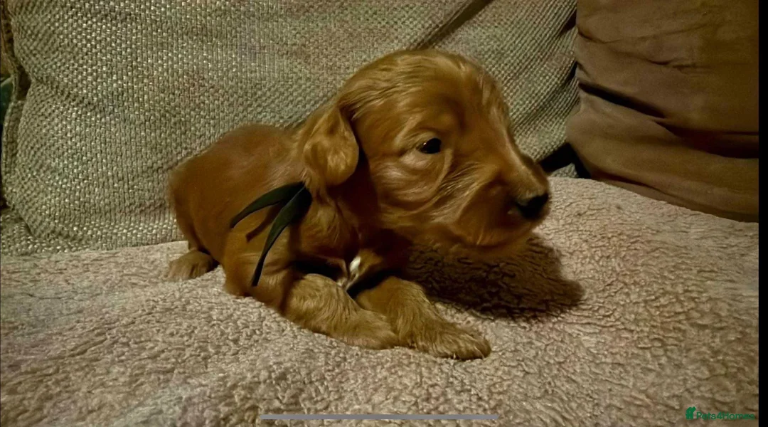 Australian Labradoodle dogs for sale: Therapy Dog Breeder - Advert 16