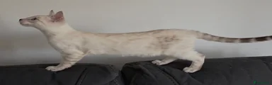 Bengal 1