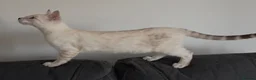 Bengal cats for sale: Outstanding Tica Show quality bengal kitten's - Advert 12