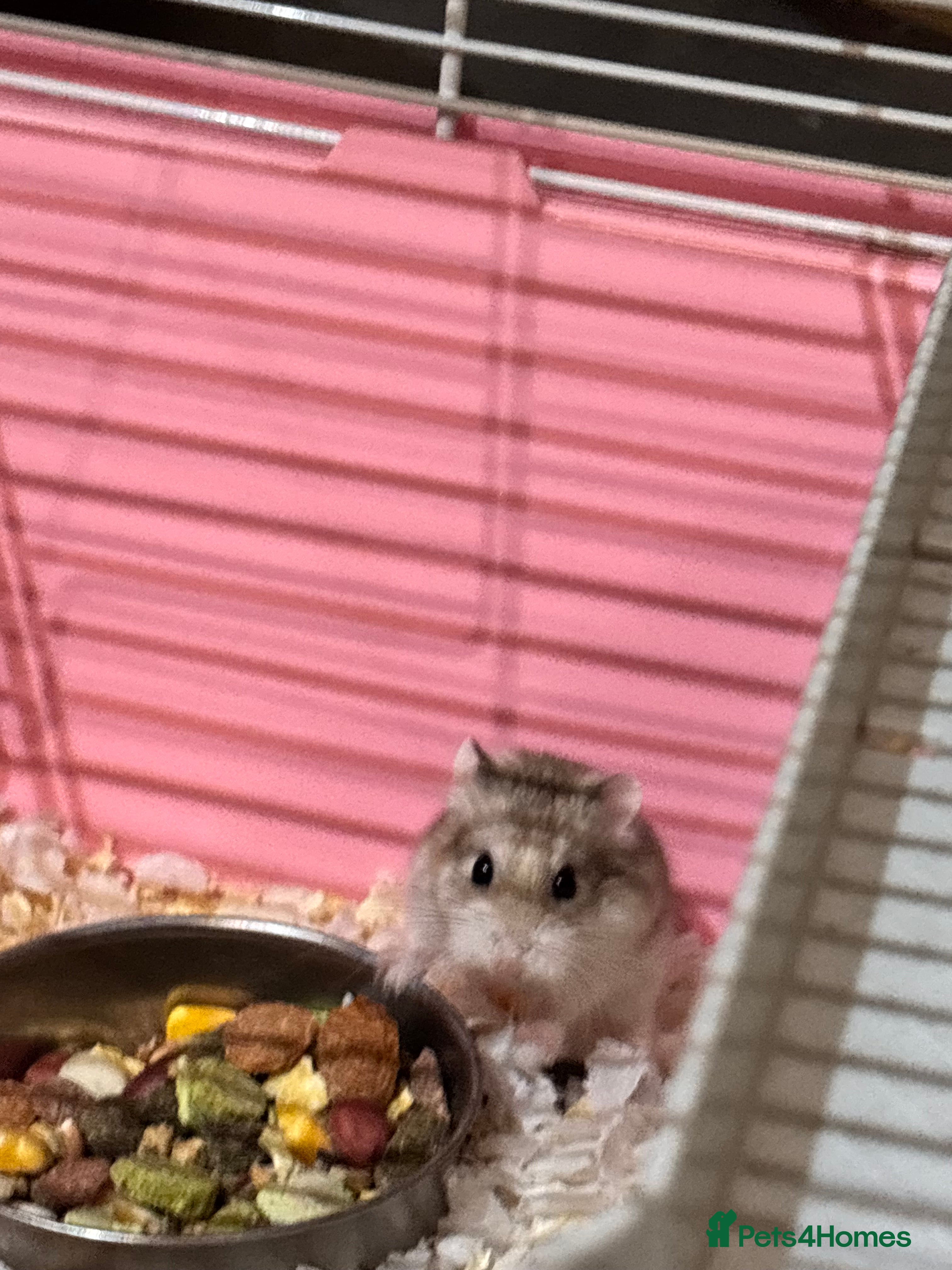 Hamster rodents 2 female Russian drawf for sale - Advert 8