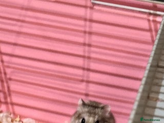 Hamster rodents 2 female Russian drawf for sale - Advert 12