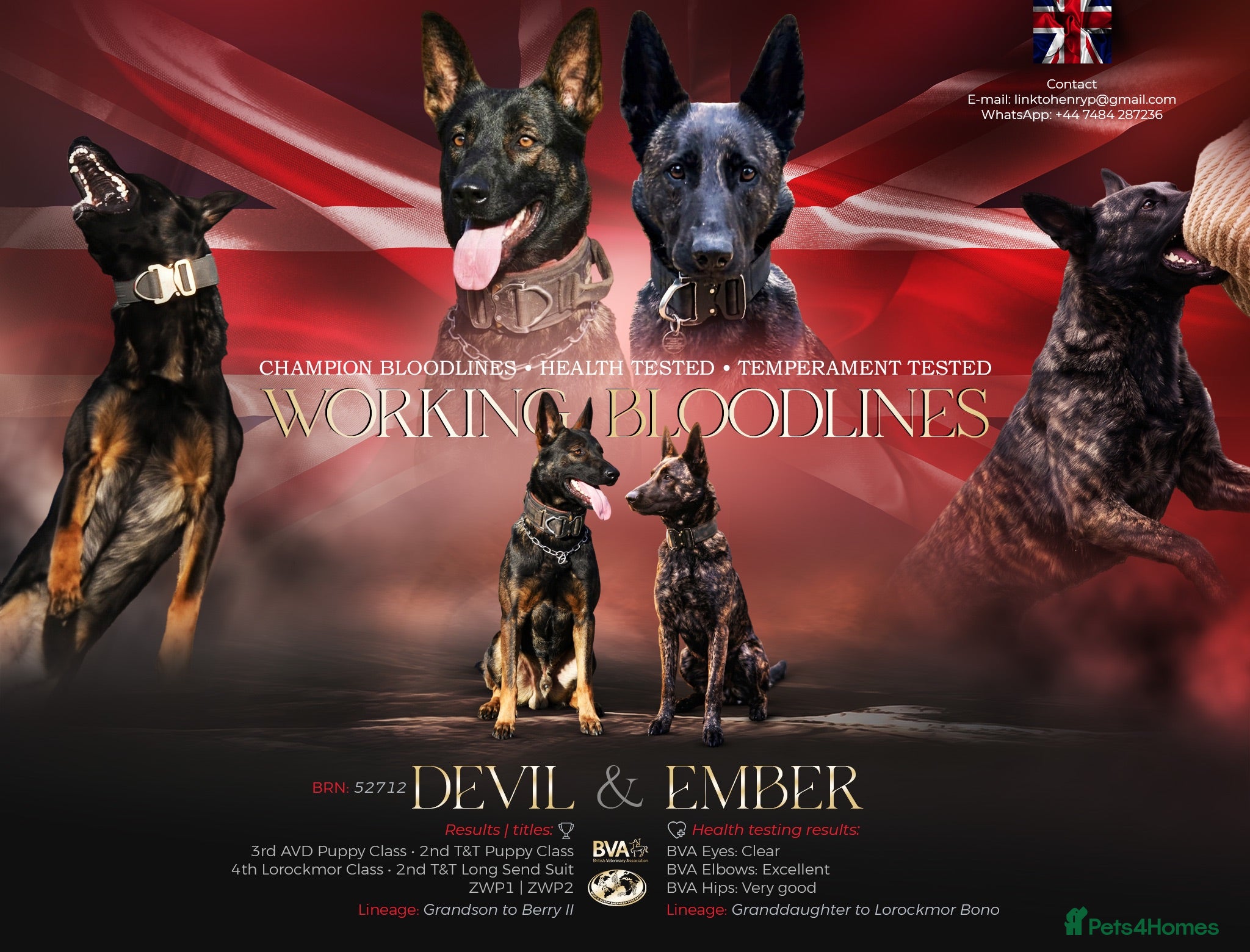 Belgian Shepherd Dog dogs EXCEPTIONAL WORKING LINE SHEPHERDS! - Advert 1