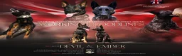 Belgian Shepherd Dog dogs for sale: EXCEPTIONAL WORKING LINE SHEPHERDS! - Advert 1