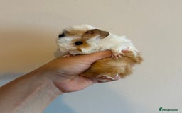 Guinea Pig rodents for sale: Peruvian Mix Boars For Sale  - Image 2