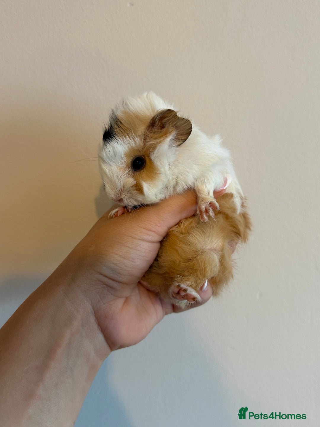 Guinea Pig rodents for sale: Peruvian Mix Boars For Sale  - Image 2