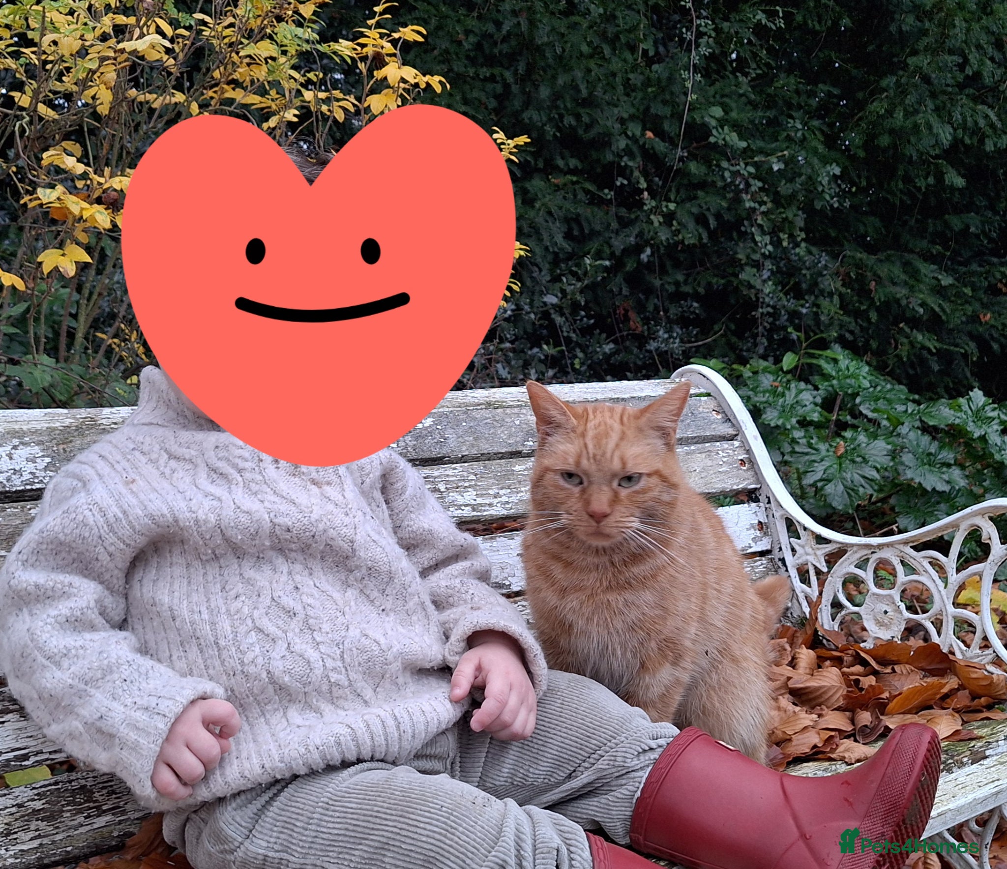 Mixed Breed cats Rare ginger female family cat  - Advert 6