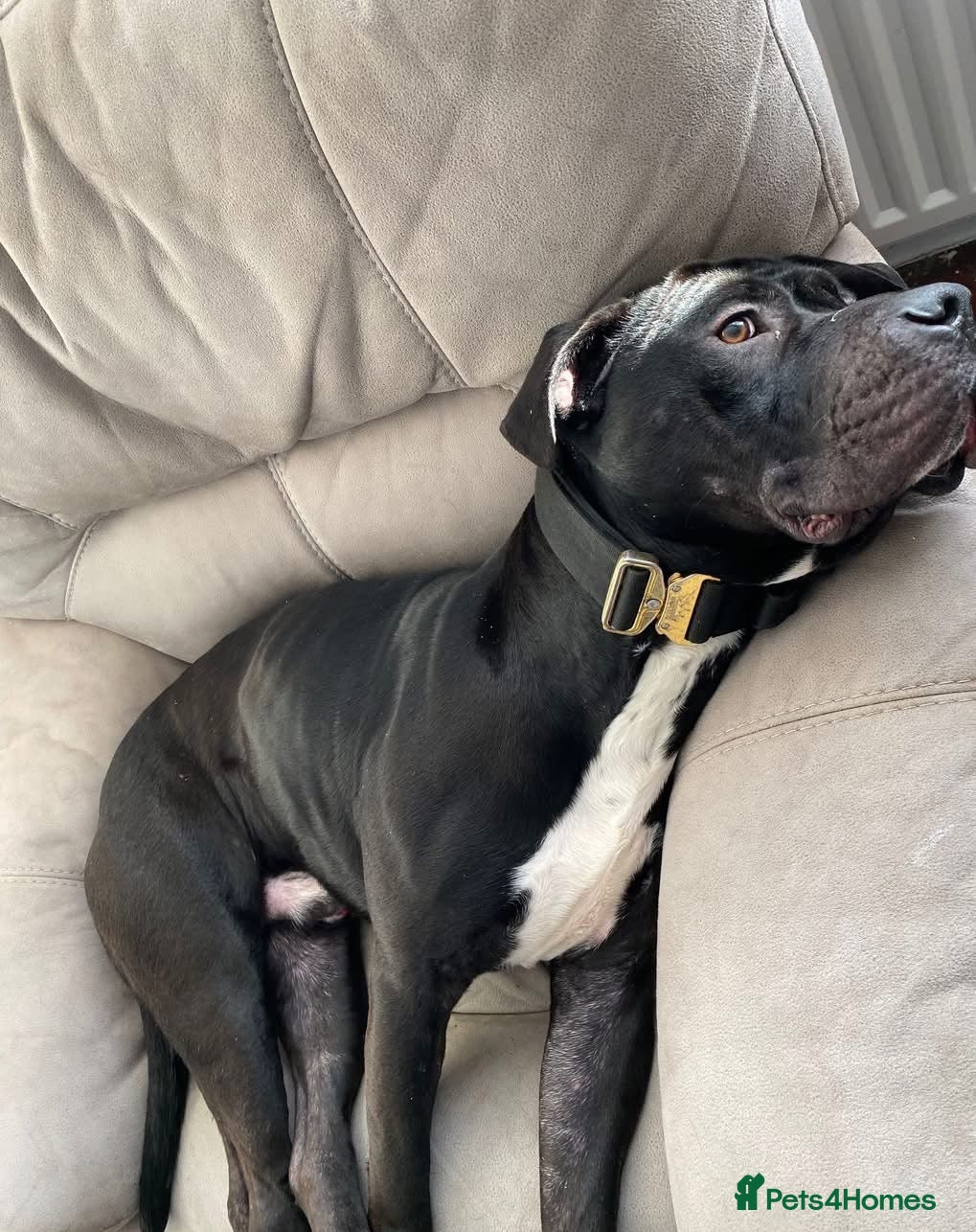 Mixed Breed dogs Harley the American Staffy x Cane Corso - Advert 2