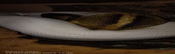 Python Snake reptiles for sale: Ball python  - Advert 7