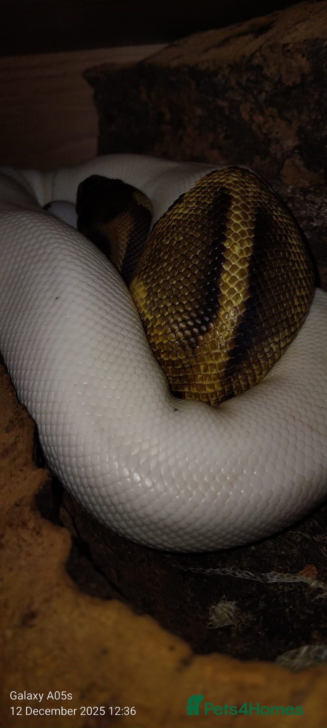 Python Snake reptiles for sale: Ball python  - Advert 7
