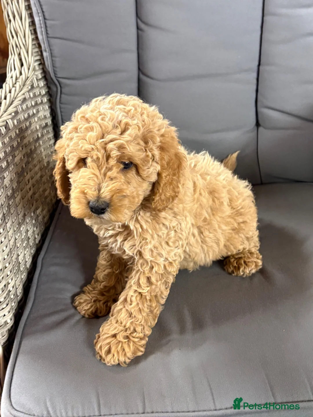 Cockapoo dogs for sale: 5 beautiful cockapoos  in Leighton Buzzard - Advert 2