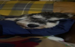 Cockapoo dogs for sale: Meet Mylo - Advert 3