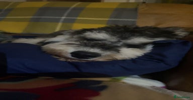 Cockapoo dogs Meet Mylo - Advert 1