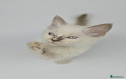 Ragdoll cats for sale: 🤍 STUNNING GCCF REGISTERED RAGDOLL KITTENS 🤍🤍 - Image 15