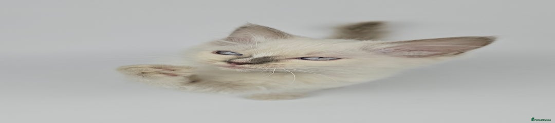 Yellow Collar