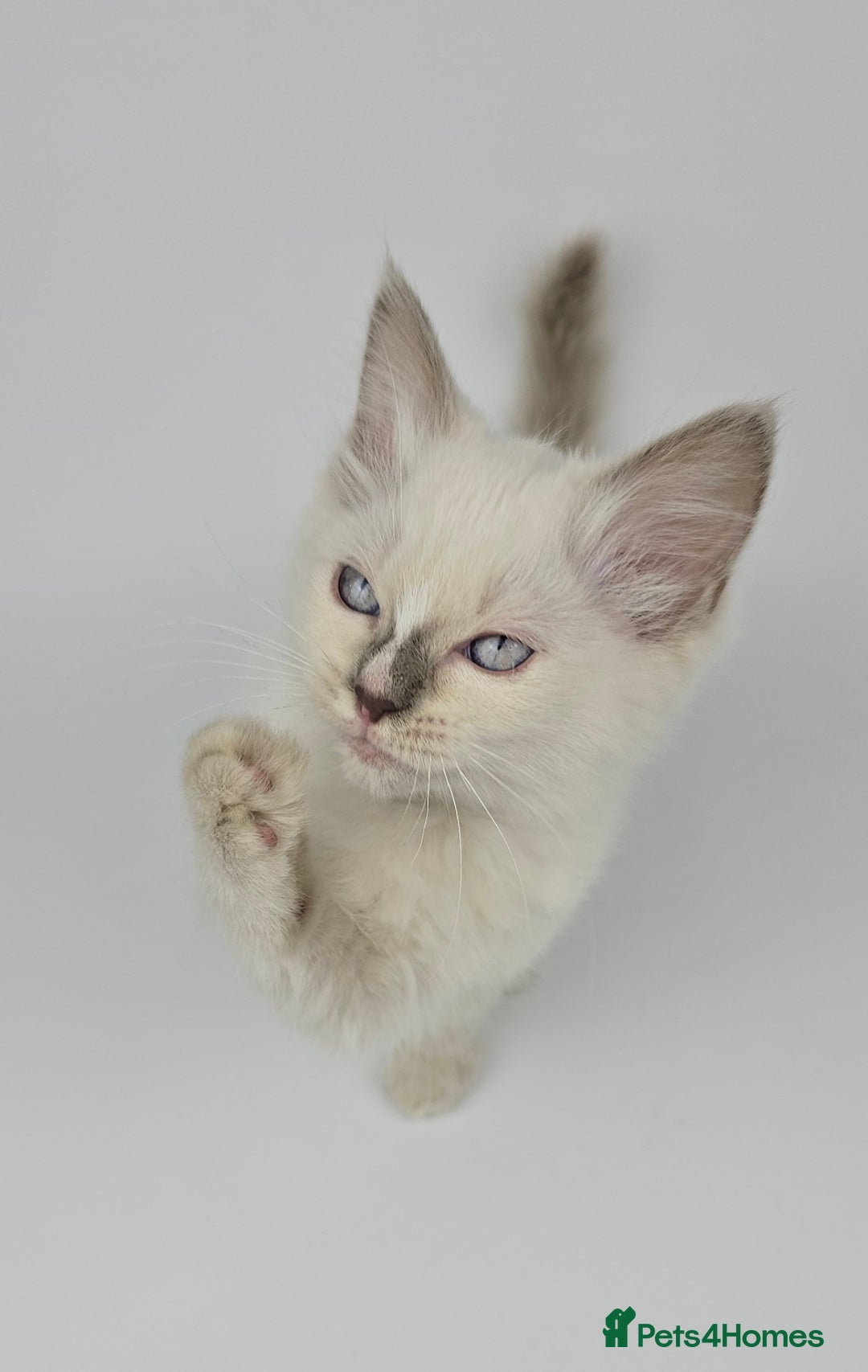 Ragdoll cats for sale: 🤍 STUNNING GCCF REGISTERED RAGDOLL KITTENS 🤍🤍 - Image 15
