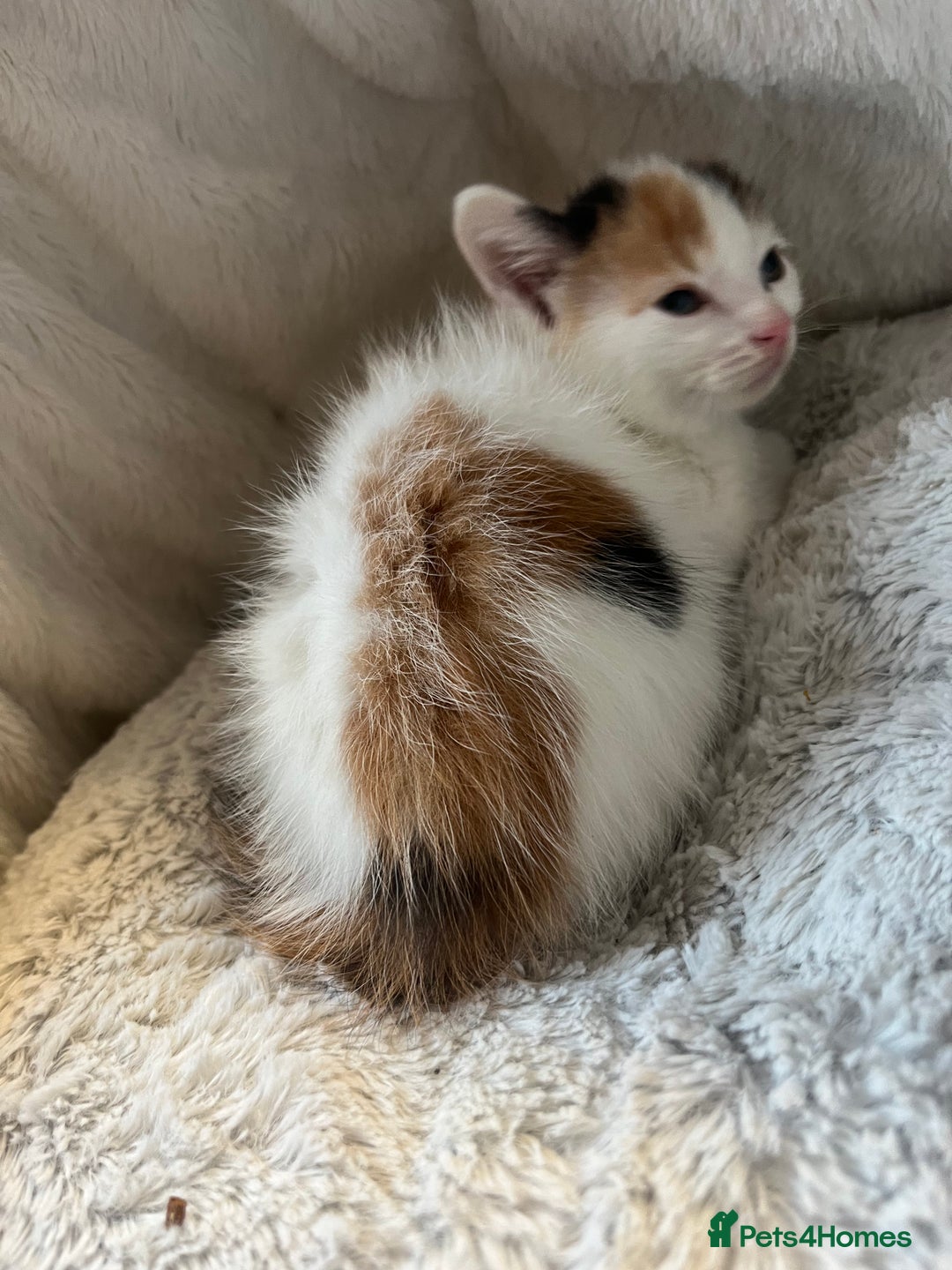 Mixed Breed cats for sale: 🐾 8 week Beautiful Girl Kitten - Advert 3