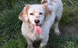 Mixed Breed dogs for adoption: Lilo  - Image 4