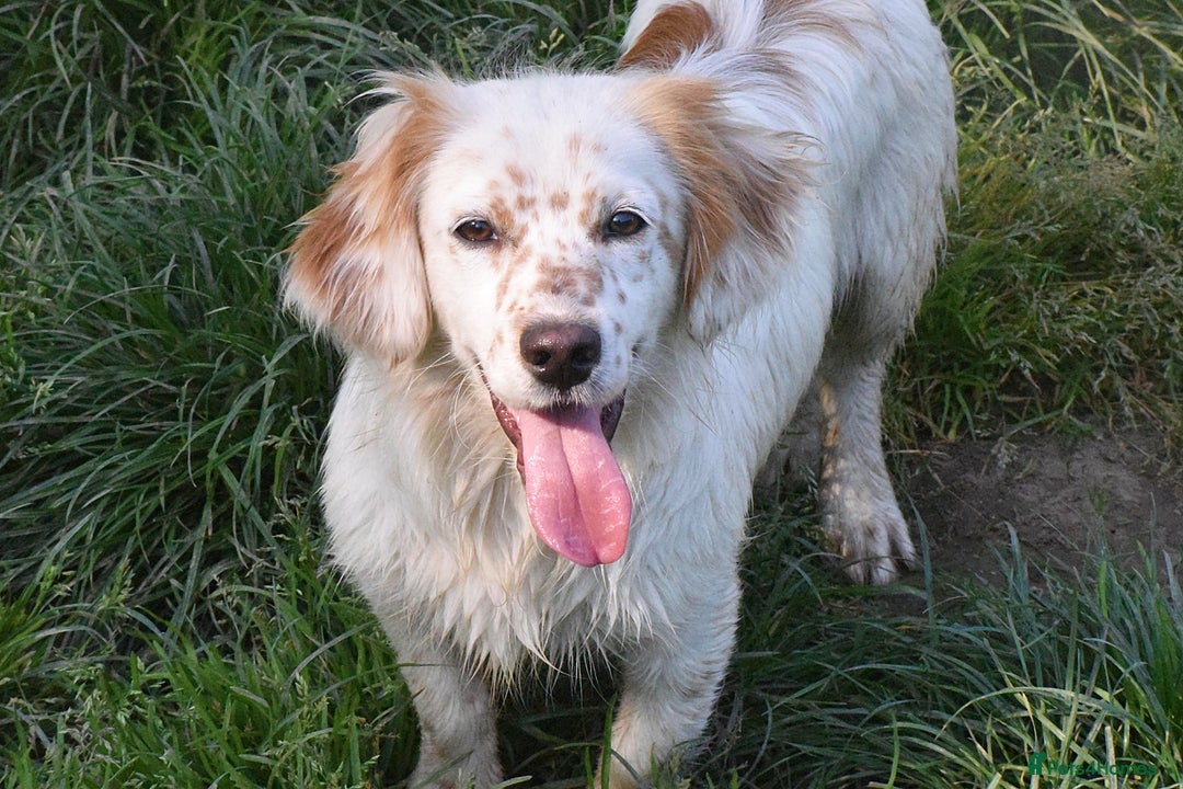 Mixed Breed dogs for adoption: Lilo  - Image 4