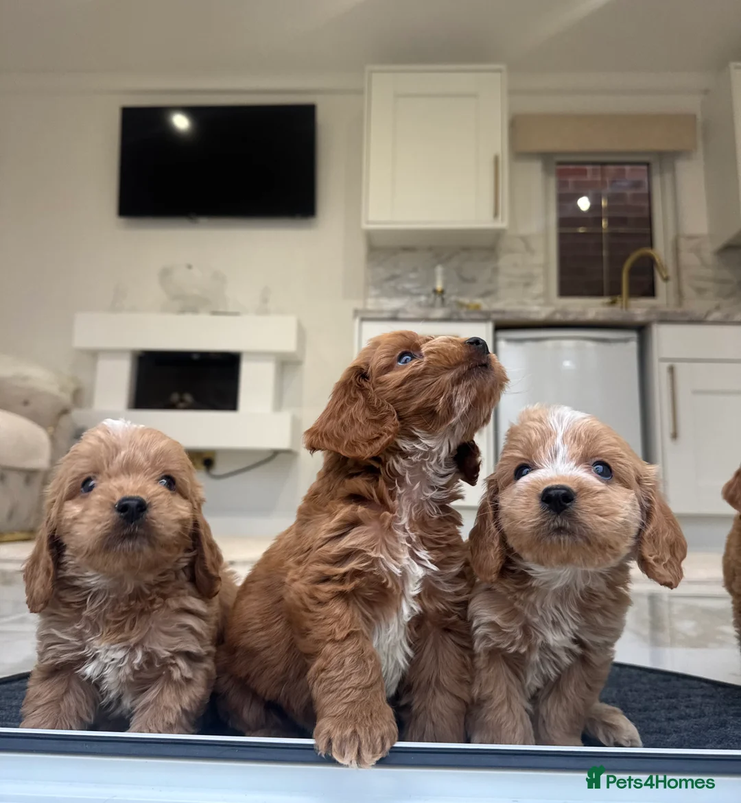 Cockapoo dogs for sale: F1 COCKAPOOS pra clear (council lincesed) - Advert 3