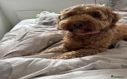 Cockapoo dogs for sale: Cockapoo bitch red 3 years old  - Image 12