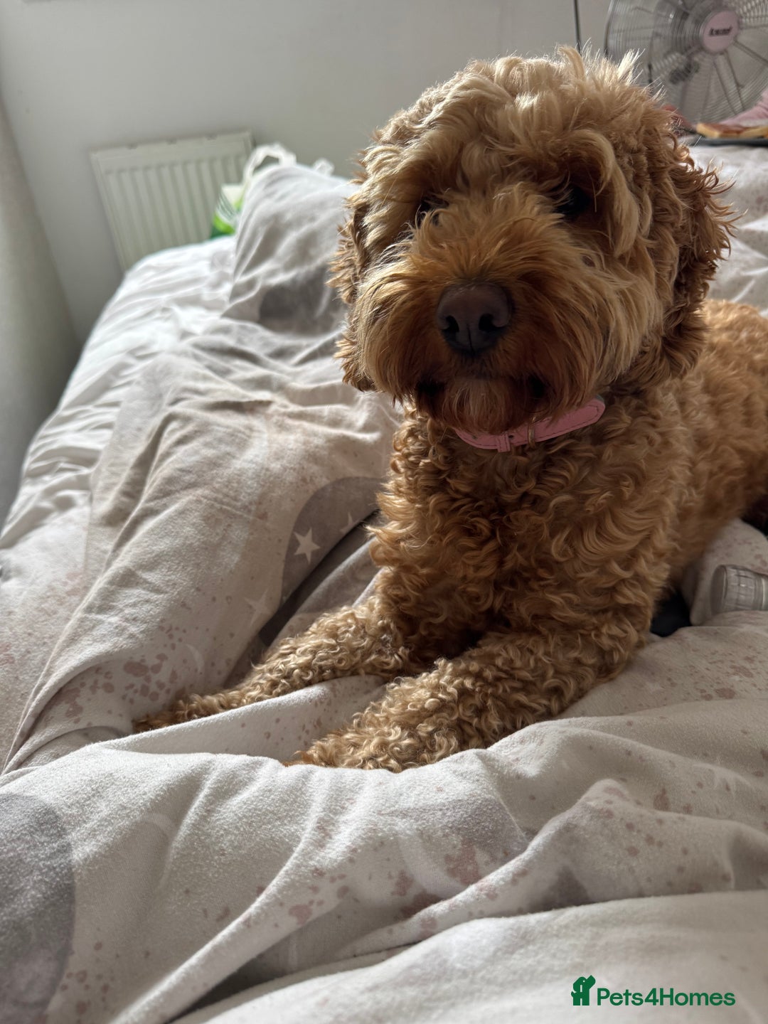 Cockapoo dogs for sale: Cockapoo bitch red 3 years old  - Image 12