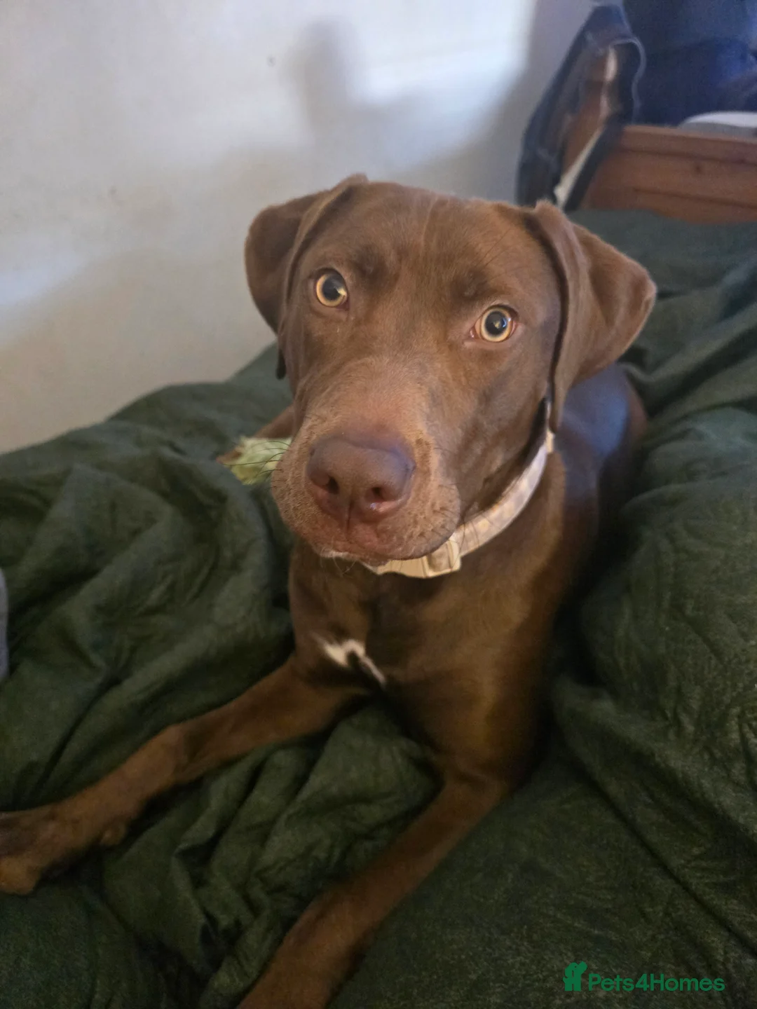 Labrador Retriever dogs for sale: Labrador for sale  - Advert 2
