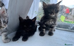 Maine Coon cats for sale: Gorgeous Black & Black Smoke kittens TICA parents - Image 18