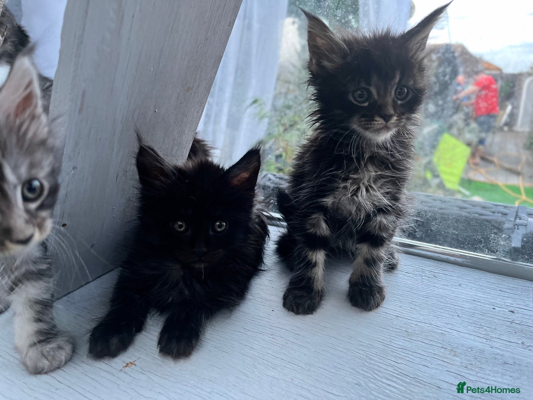 Maine Coon cats for sale: Gorgeous Black & Black Smoke kittens TICA parents - Image 18