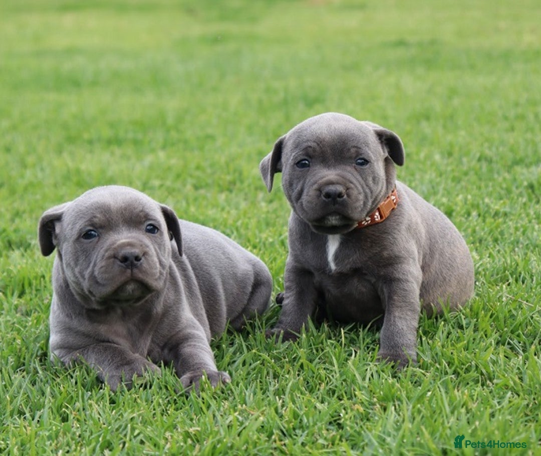 Staffordshire Bull Terrier dogs for sale: Purebred Blue Staffordshire Bull Terrier Puppies - Image 1