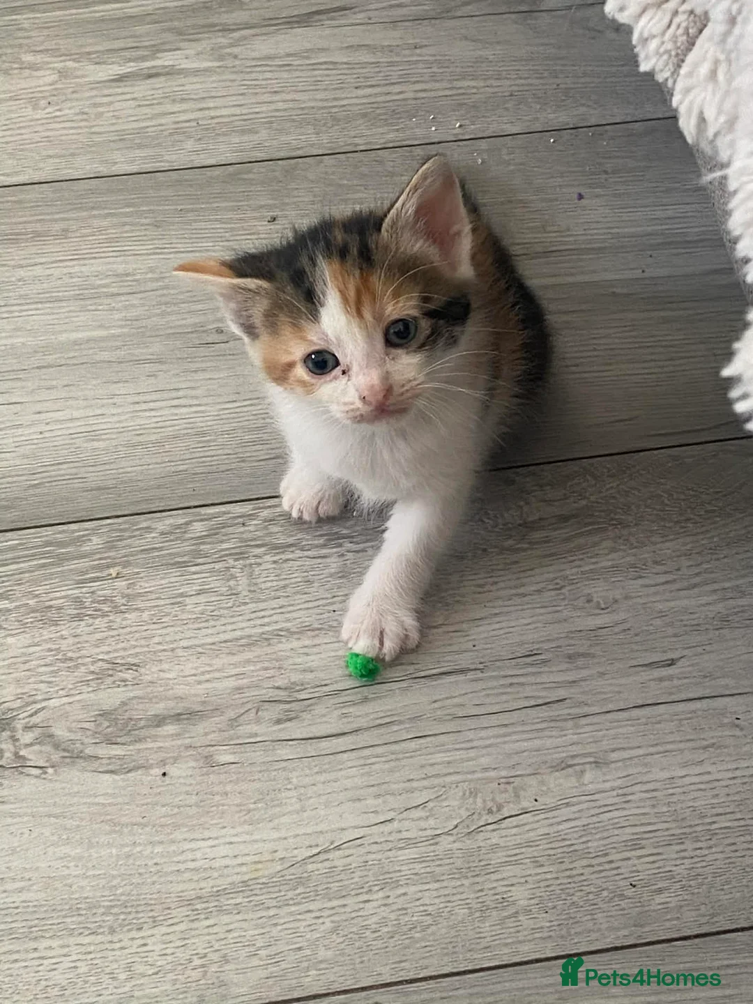 Mixed Breed cats for sale: One beautiful baby girl tortoise kitten - Advert 2