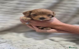 Cavapoo dogs for sale: 🌟Rare Tiny Toy Cavapoo F1B - Image 3