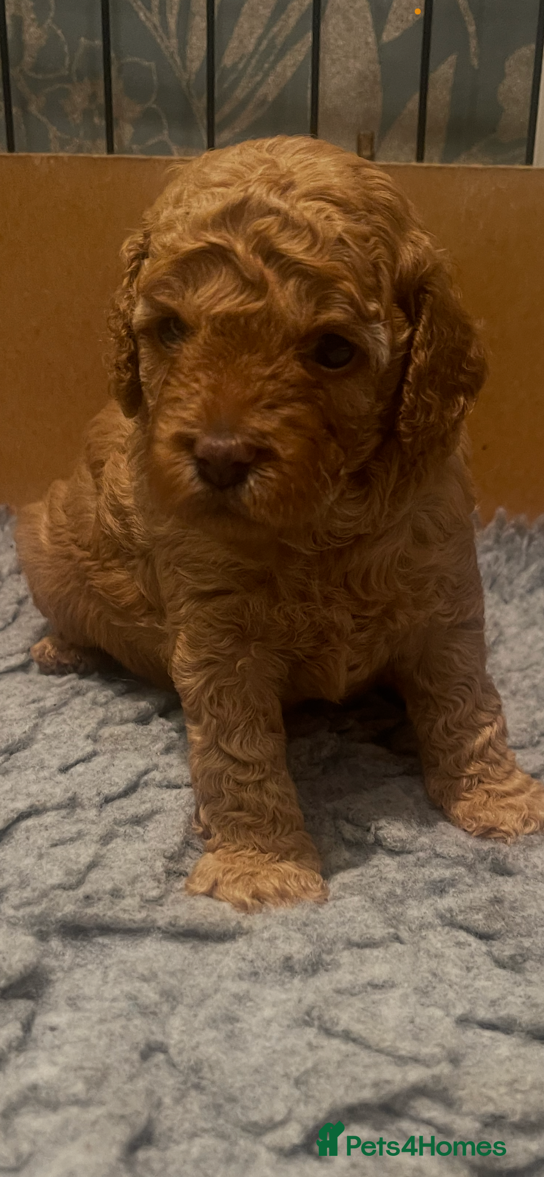 Cockapoo dogs for sale: Cockapoo’s  for sale - Image 7
