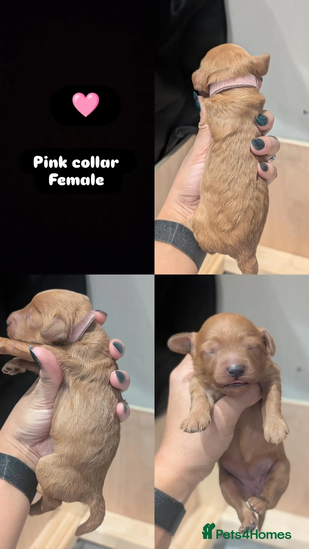 Goldendoodle dogs for sale: Miniature goldendoodle puppies   - Advert 17