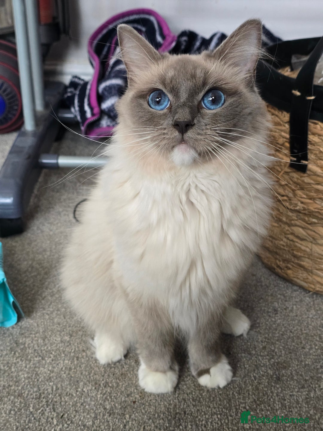 Ragdoll cats for sale: GCCF Registered kittens  - Image 4