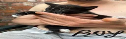 Mixed Breed cats for sale: Gorgeous kittens for sale!! 🥰🥰 - Advert 2