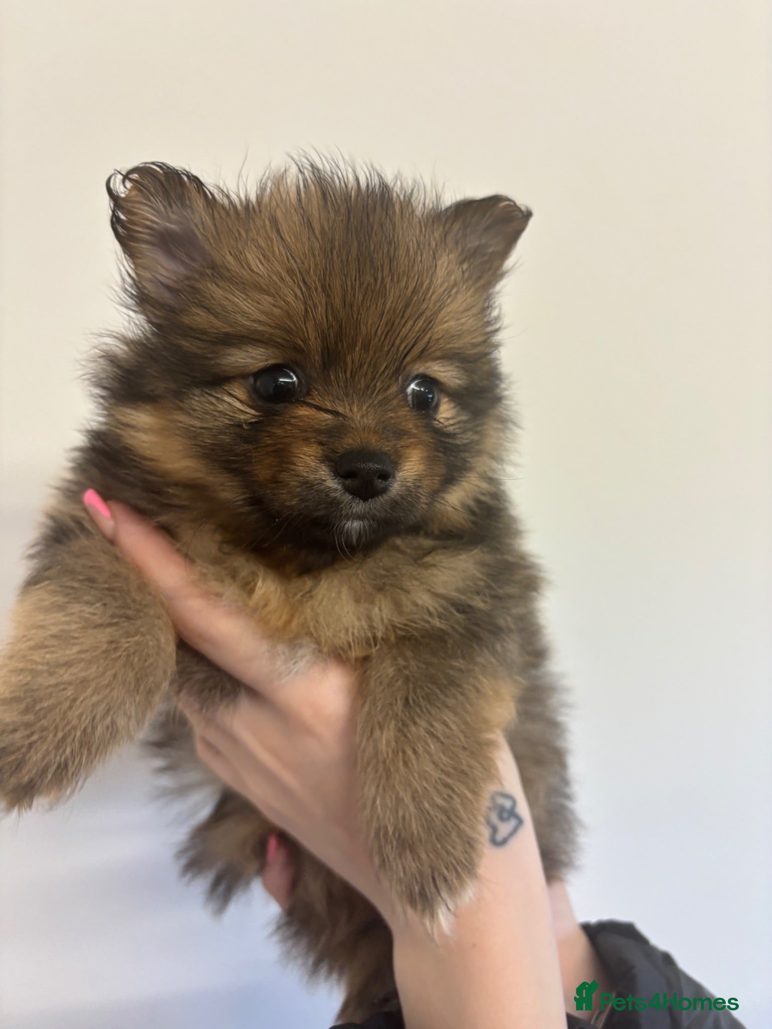 Pomeranian dogs Pomeranian Puppies  - Advert 13