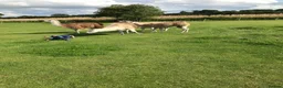 Llama livestock for sale: 4 female llamas in York - Advert 4